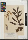 Foto von Salix appendiculata Vill. x Salix eleagnos Scop.